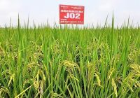 Từ cây lúa J02 đến hạt gạo Tuệ Minh